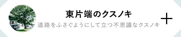 東片端のクスノキ 道路をふさぐようにして立つ不思議なクスノキ